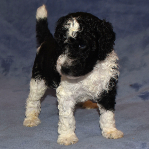 Poodle Puppy Skippy