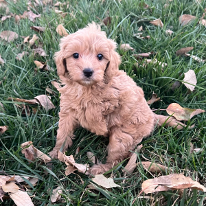 Labradoodle Puppy Vixey