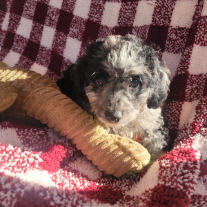 Goldendoodle Puppy Huckleberry