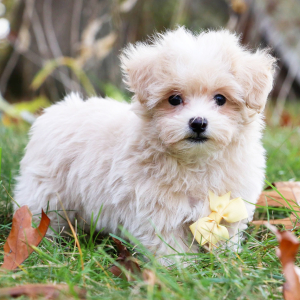 Maltipoo Puppy Parker
