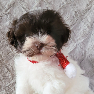 Havanese Puppy Kara