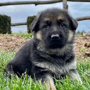 German Shepherd Dog Puppy Zdey