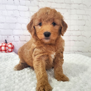 Goldendoodle Puppy Mia