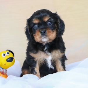 Cavalier King Charles Spaniel Puppy Timmy