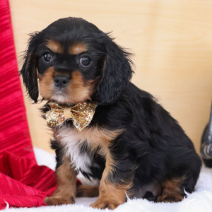 Cavalier King Charles Spaniel Puppy Timmy