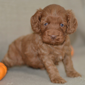Cockapoo Puppy Noelle
