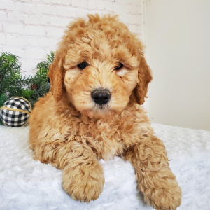 Goldendoodle Puppy Jax J