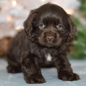 Cocker Spaniel Puppy Dawson