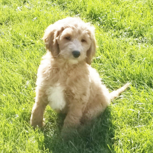 Goldendoodle Puppy Spice