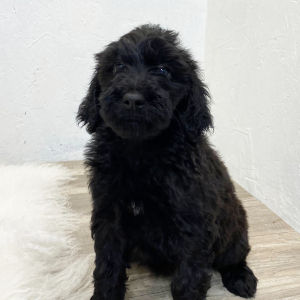 Springerdoodle Puppy Darla