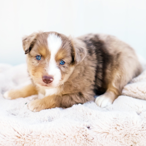 Miniature American Shepherd Puppy Diesel