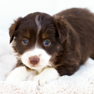 Miniature American Shepherd Puppy Eden
