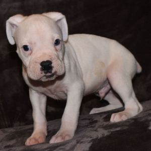 Boxer Puppy Donte