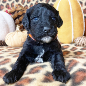 Yorkiepoo Puppy Louie