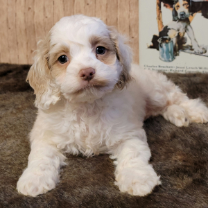 Cockapoo Puppy Emerson