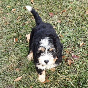Bernedoodle Puppy Sadie