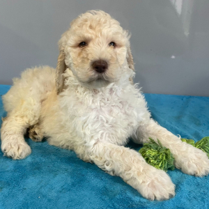 Poodle Puppy Willow