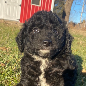 Sheepadoodle Puppy Baylee