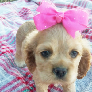 Cocker Spaniel Puppy Mia