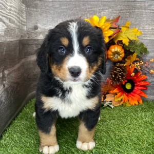 Bernese Mountain Dog Puppy Brody