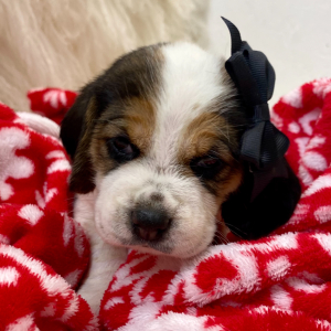 Beagle Puppy Litzy
