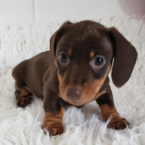 Dachshund Puppy Sammy
