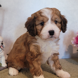 Bernedoodle Puppy Miss Rosie