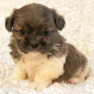 Mi-Ki Puppy Oreo