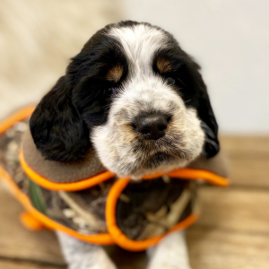 English Springer Spaniel Puppy Moshe