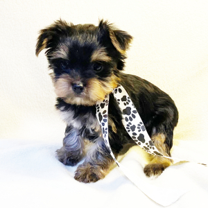 Yorkshire Terrier Puppy Bo