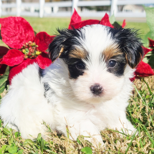 Yorkshire Terrier Puppy Rudy