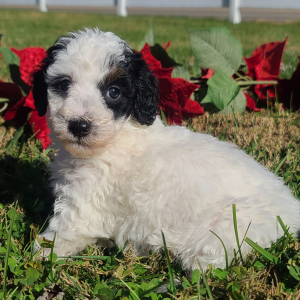 Poodle Puppy Frankie