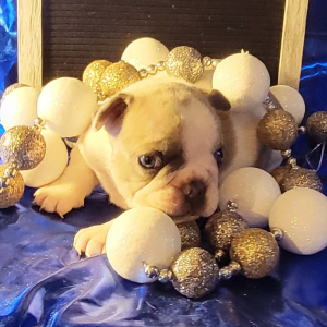French Bulldog Puppy Stacie