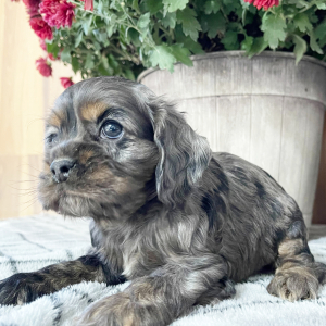 Cocker Spaniel Puppy Stacy