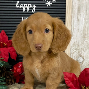 Dachshund Puppy Zacco