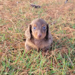 Dachshund Puppy Layla