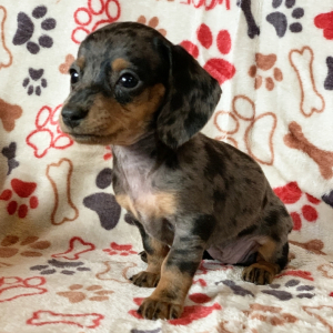 Dachshund Puppy Fancy