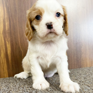 Cavalier King Charles Spaniel Puppy Stacy