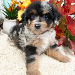 Aussiedoodle Puppy Fletcher