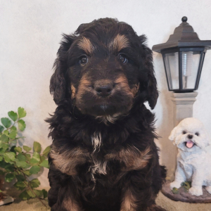 Bernedoodle Puppy Caesar
