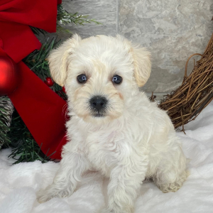 Miniature Schnauzer Puppy Marcy