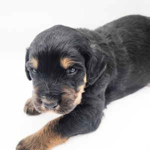 Bernedoodle Puppy Ziggy