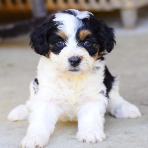 Bernedoodle Puppy Ivy