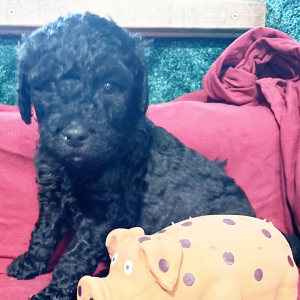 Goldendoodle Puppy Jackson