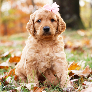 Goldendoodle Puppy Candice