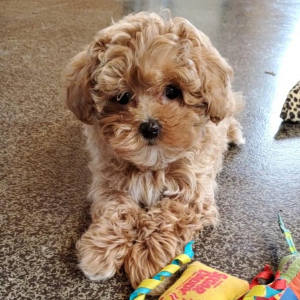 Maltipoo Puppy Rhett