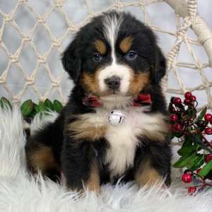 Bernese Mountain Dog Puppy Liam