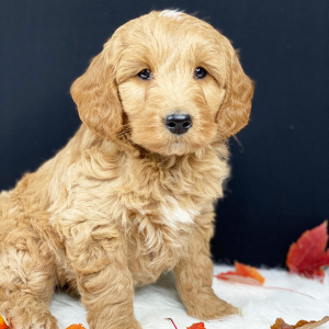Goldendoodle Puppy Shyla