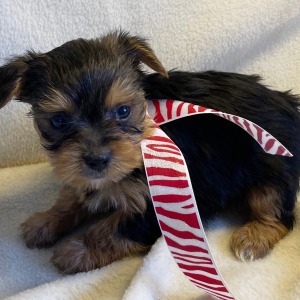 Yorkshire Terrier Puppy Jamie