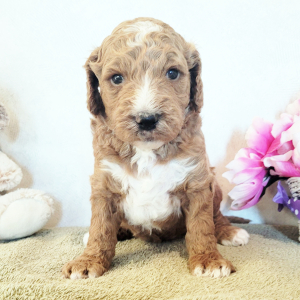 Goldendoodle Puppy Striker